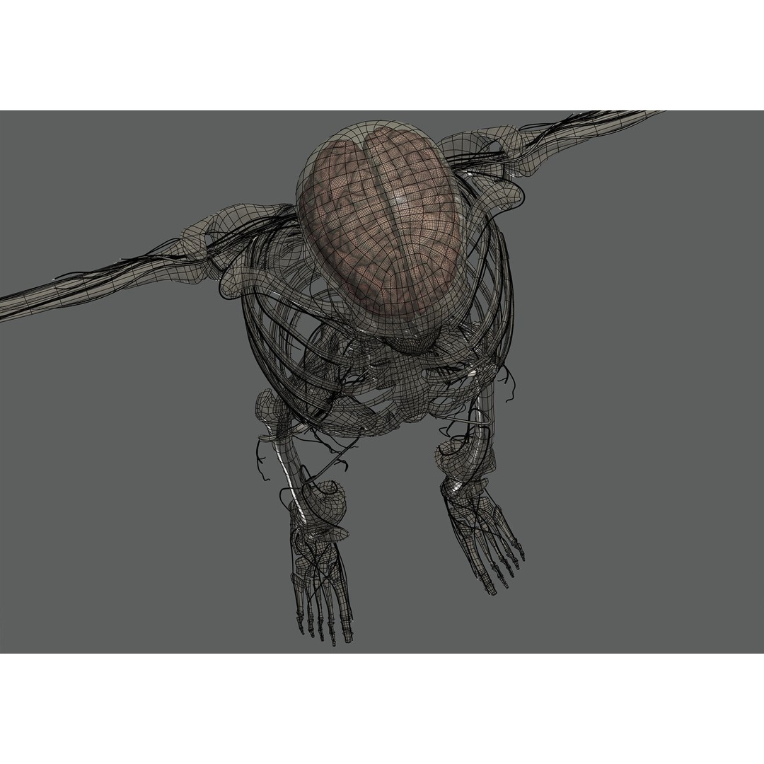 Human Female Anatomy 3D Model – Detailed Skeletal and Nervous Systems, FBX - View 27