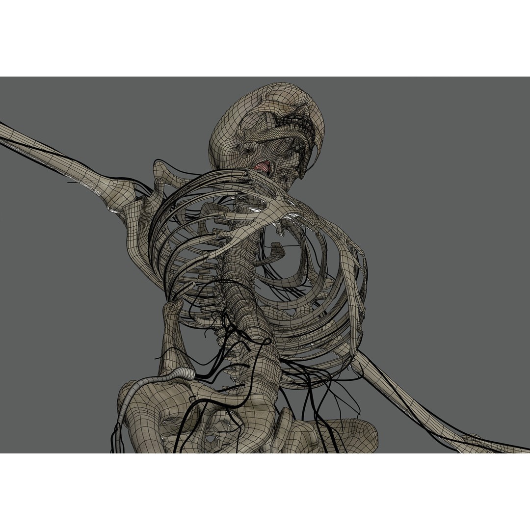 Human Female Anatomy 3D Model – Detailed Skeletal and Nervous Systems, FBX - View 28