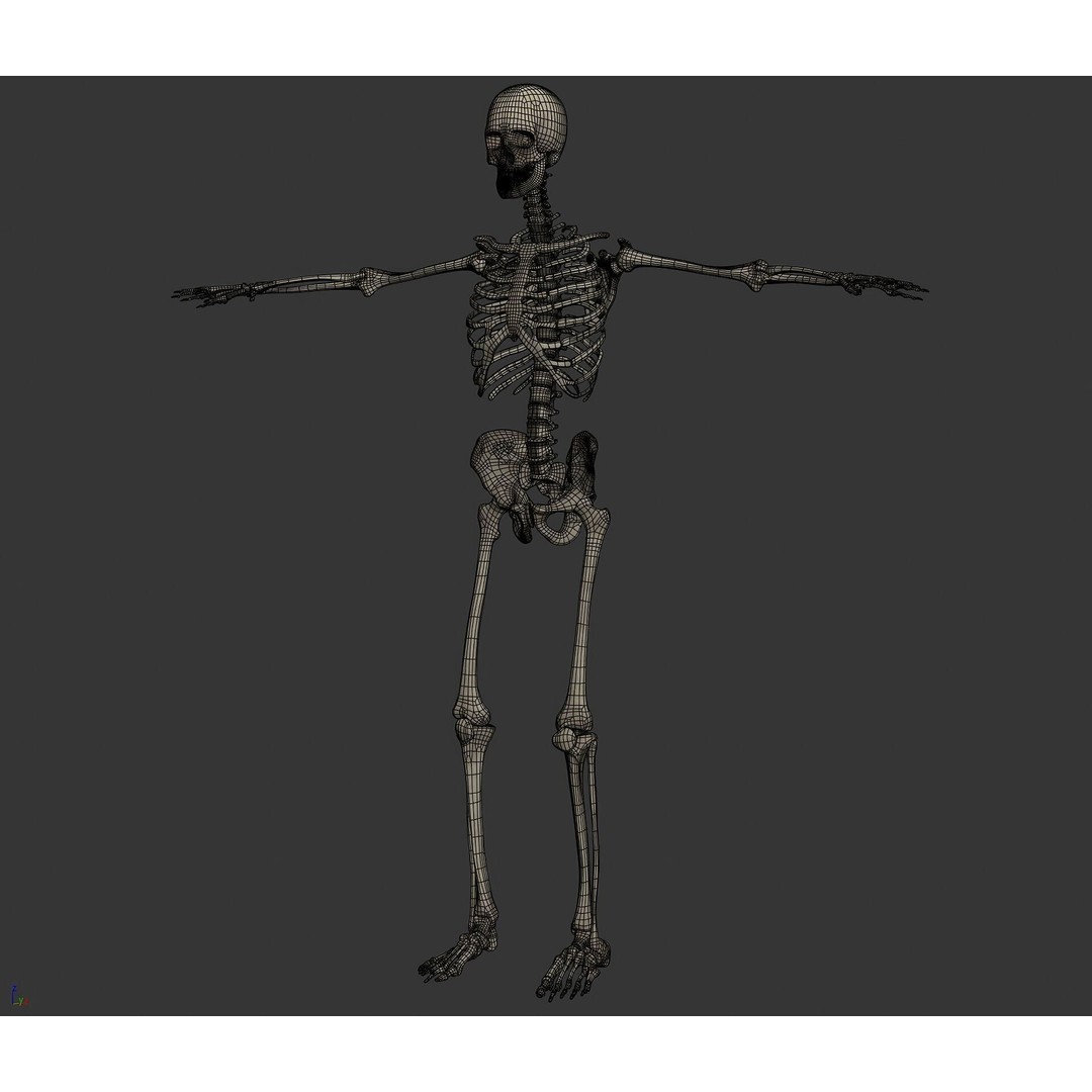 Human Female Anatomy 3D Model – Detailed Skeletal and Nervous Systems, FBX - View 29
