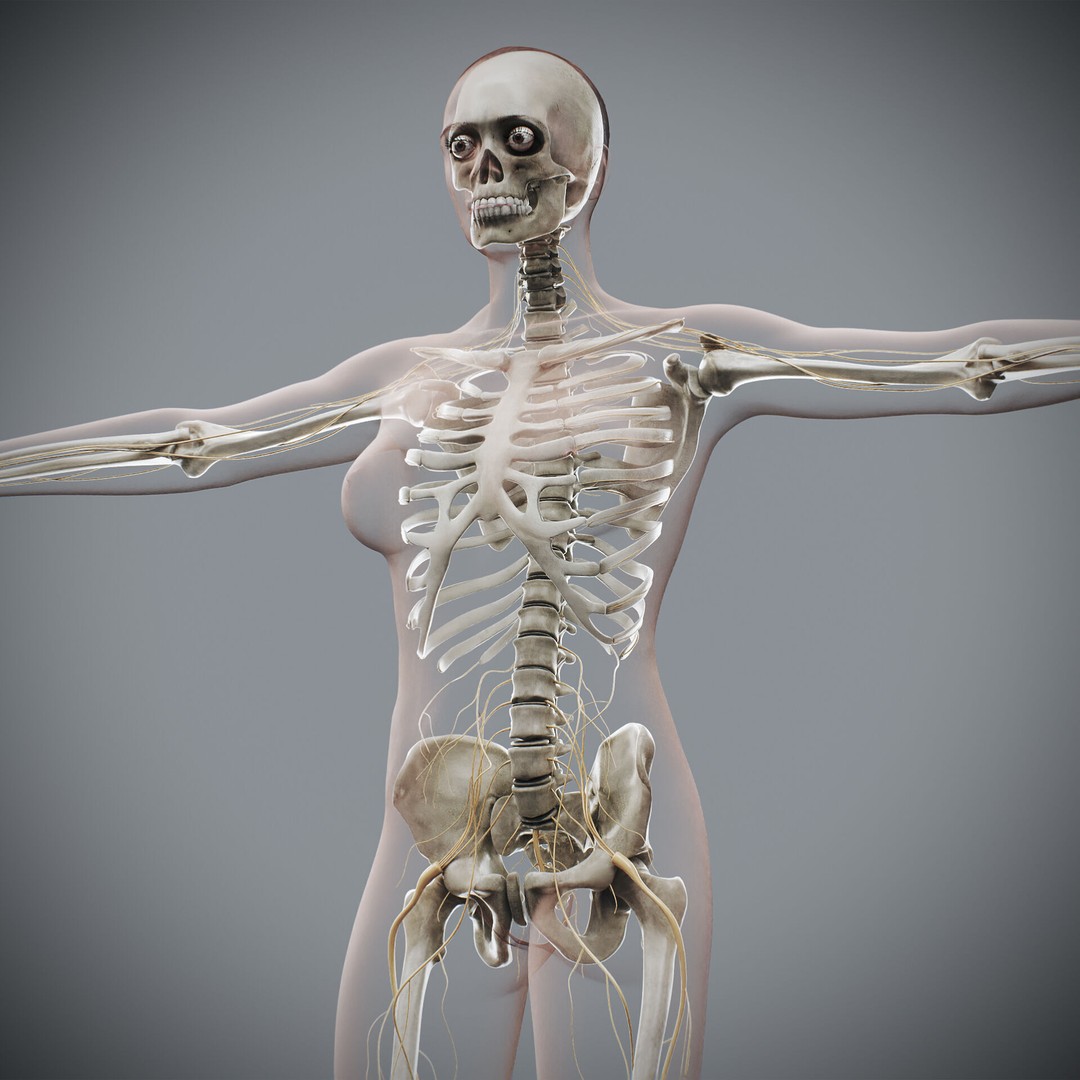 Human Female Anatomy 3D Model – Detailed Skeletal and Nervous Systems, FBX - View 3