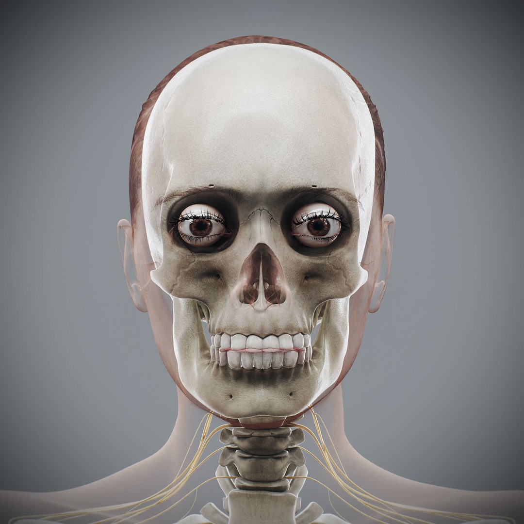 Human Female Anatomy 3D Model – Detailed Skeletal and Nervous Systems, FBX - View 4