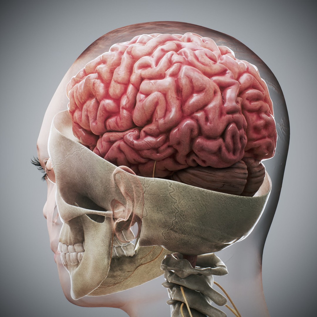 Human Female Anatomy 3D Model – Detailed Skeletal and Nervous Systems, FBX - View 6