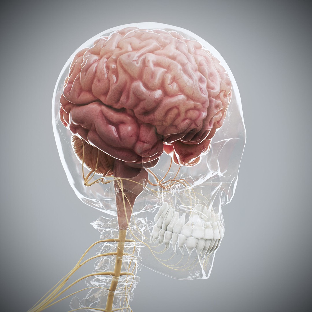 Human Female Anatomy 3D Model – Detailed Skeletal and Nervous Systems, FBX - View 7