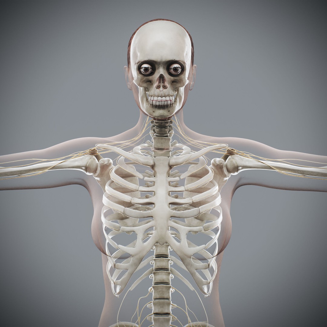 Human Female Anatomy 3D Model – Detailed Skeletal and Nervous Systems, FBX - View 8