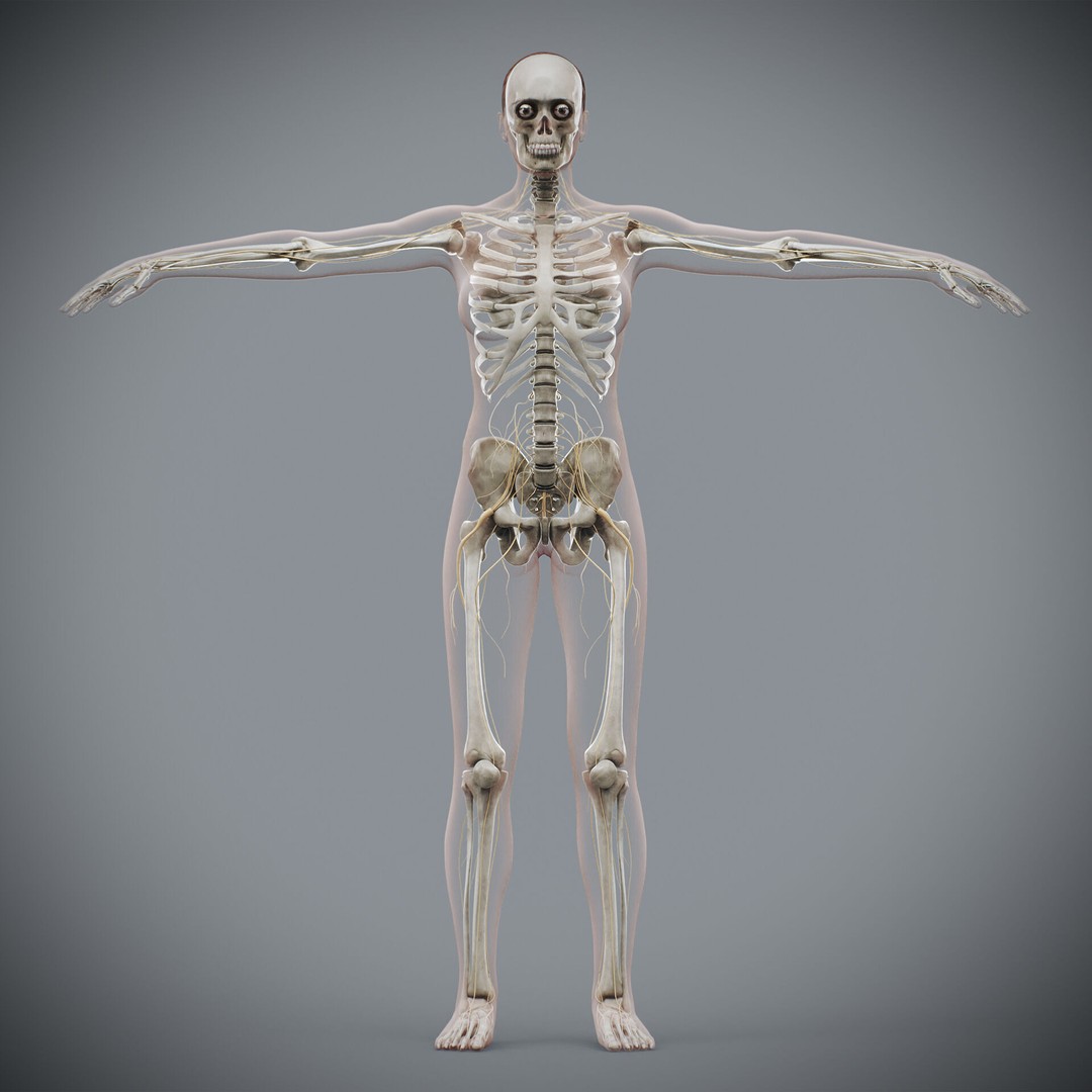 Human Female Anatomy 3D Model – Detailed Skeletal and Nervous Systems, FBX - View 9