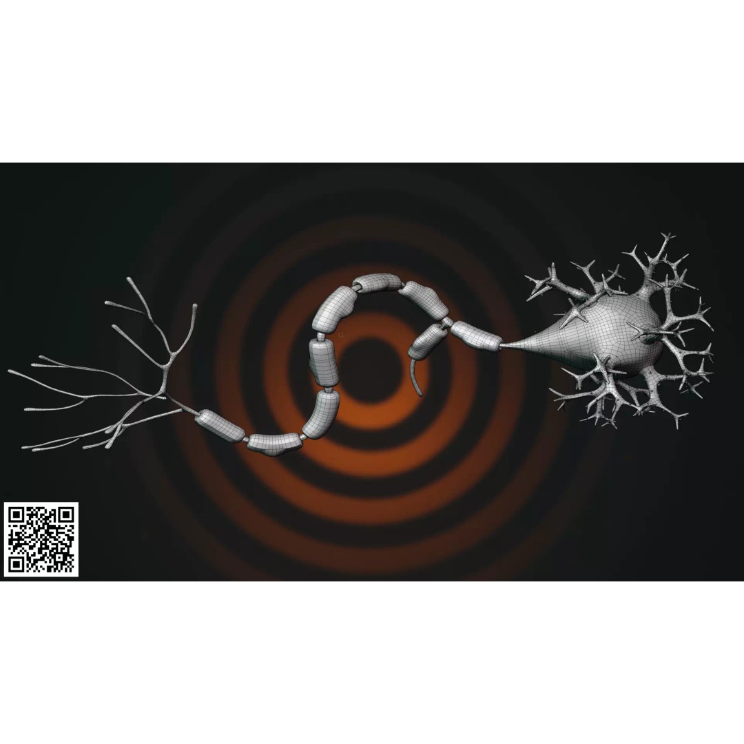 Multipolar Neuron 3D Model – Anatomically Accurate, PBR Textures