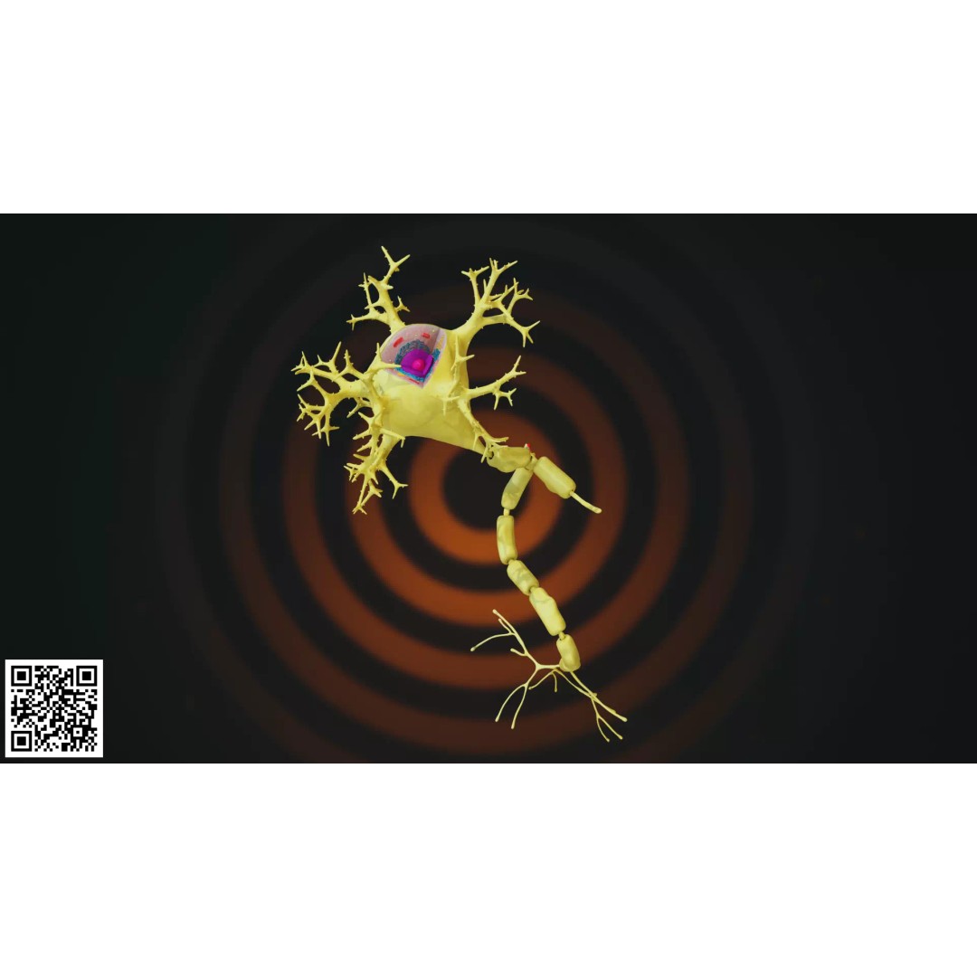 Multipolar Neuron 3D Model – Anatomically Accurate, PBR Textures - View 2