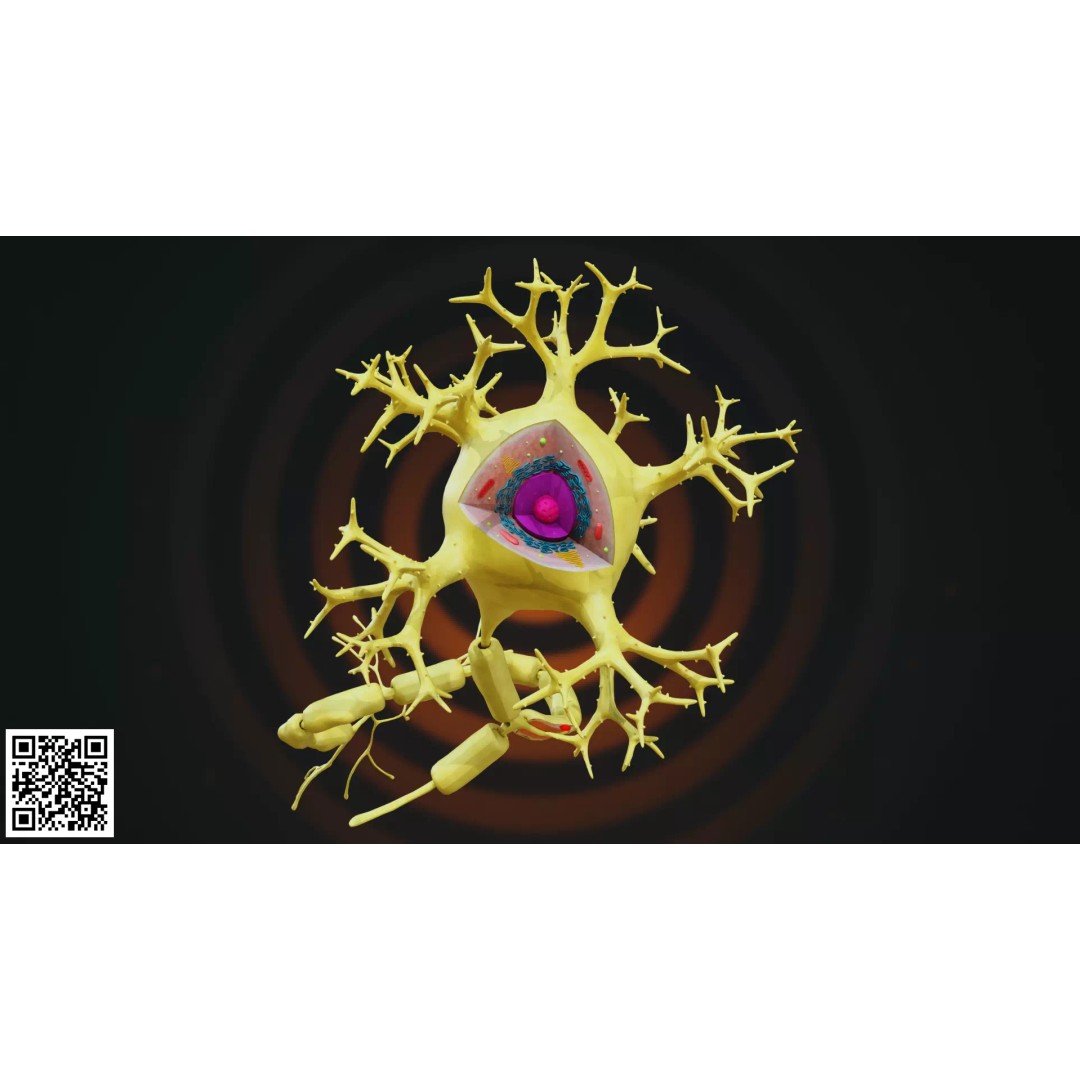 Multipolar Neuron 3D Model – Anatomically Accurate, PBR Textures - View 4