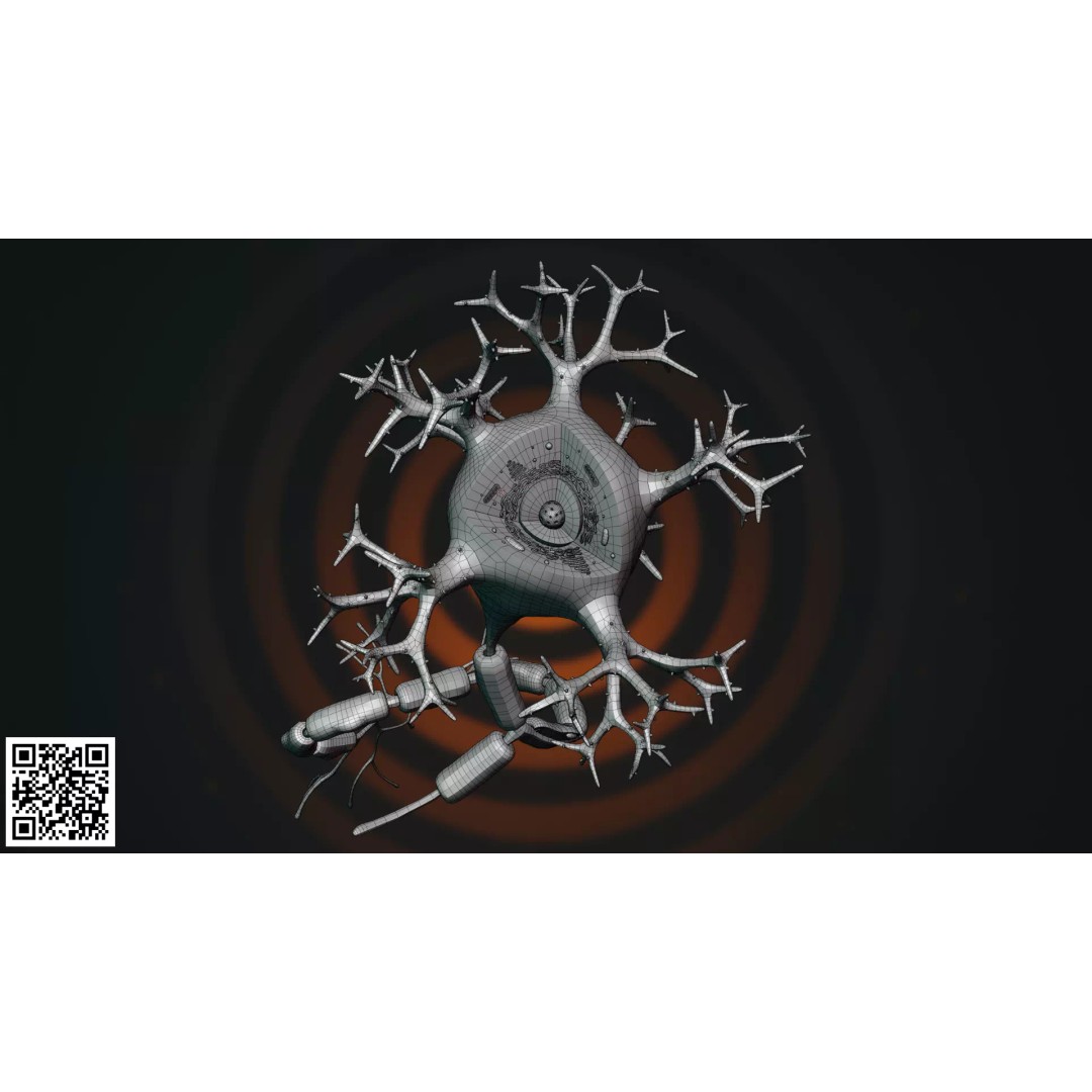 Multipolar Neuron 3D Model – Anatomically Accurate, PBR Textures - View 5