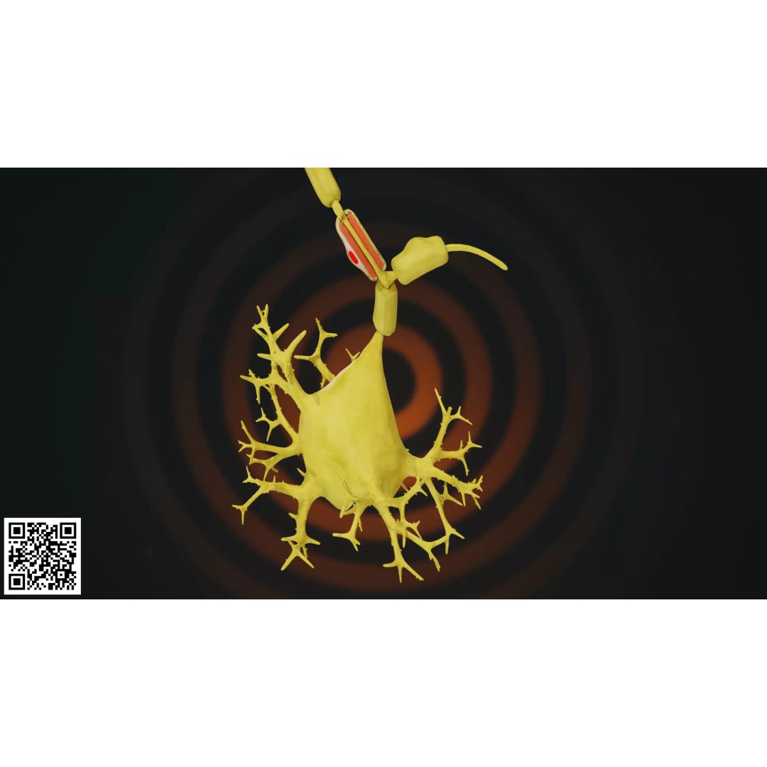 Multipolar Neuron 3D Model – Anatomically Accurate, PBR Textures - View 6