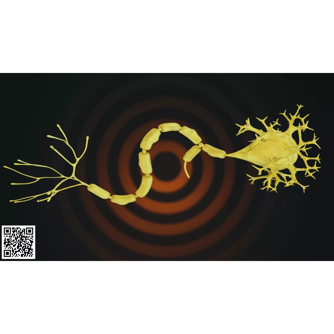 Multipolar Neuron 3D Model – Anatomically Accurate, PBR Textures - View 8