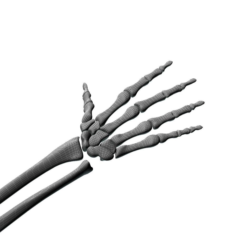 Skeleton Hand 3D Model – High Poly Anatomical Asset, FBX, OBJ - View 10