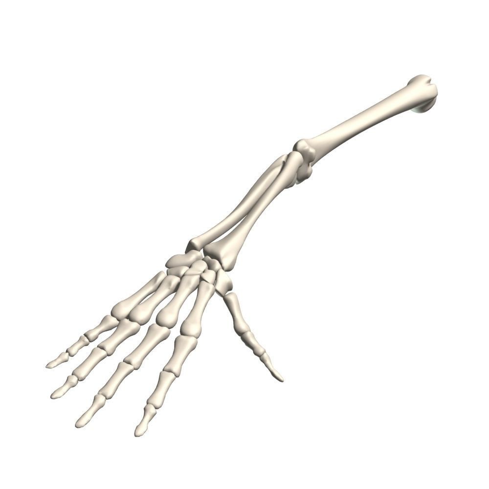 Skeleton Hand 3D Model – High Poly Anatomical Asset, FBX, OBJ - View 11