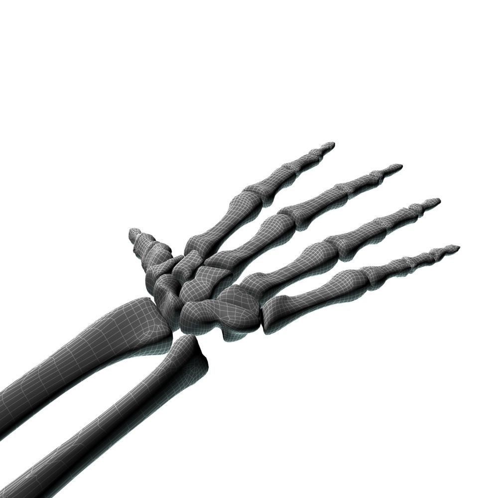 Skeleton Hand 3D Model – High Poly Anatomical Asset, FBX, OBJ - View 12