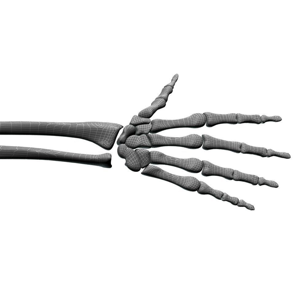 Skeleton Hand 3D Model – High Poly Anatomical Asset, FBX, OBJ - View 13