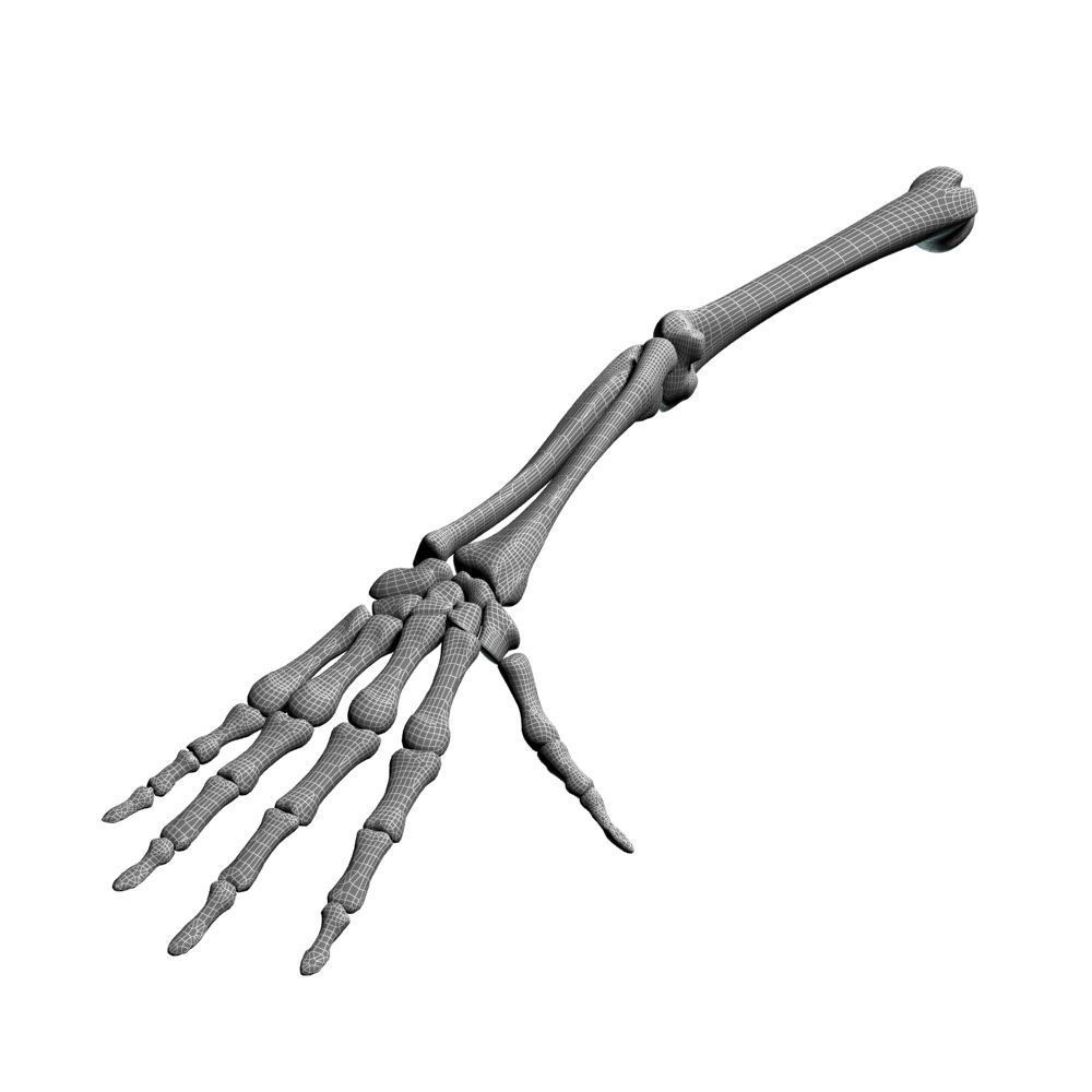Skeleton Hand 3D Model – High Poly Anatomical Asset, FBX, OBJ - View 14