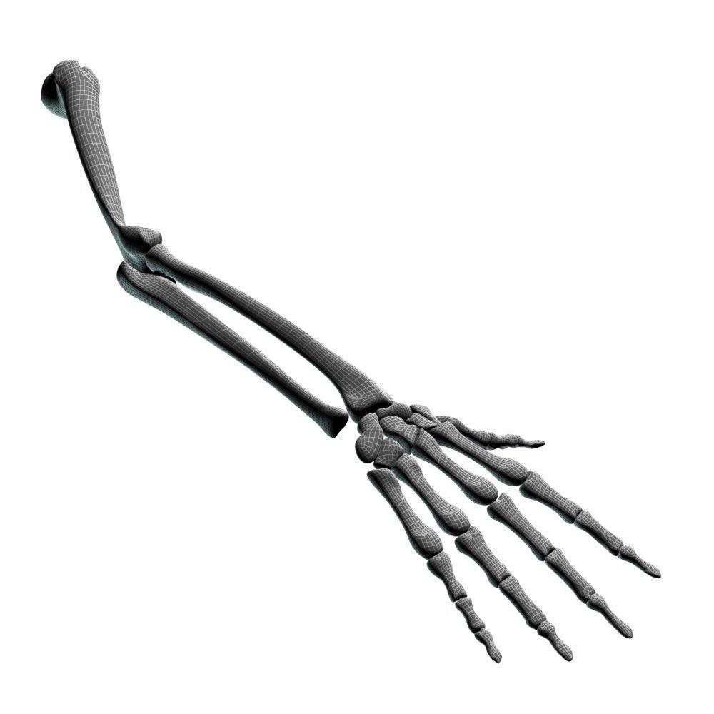 Skeleton Hand 3D Model – High Poly Anatomical Asset, FBX, OBJ - View 15