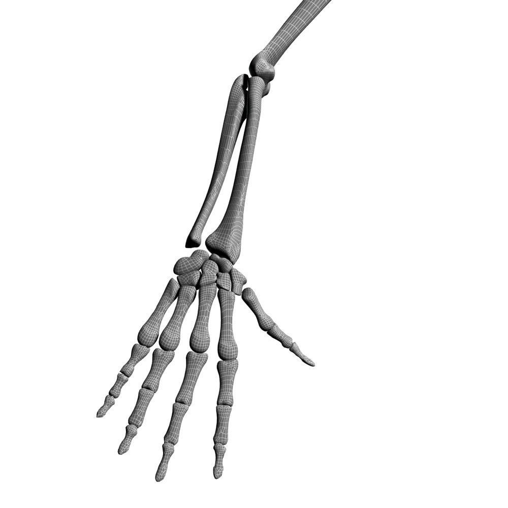 Skeleton Hand 3D Model – High Poly Anatomical Asset, FBX, OBJ - View 16
