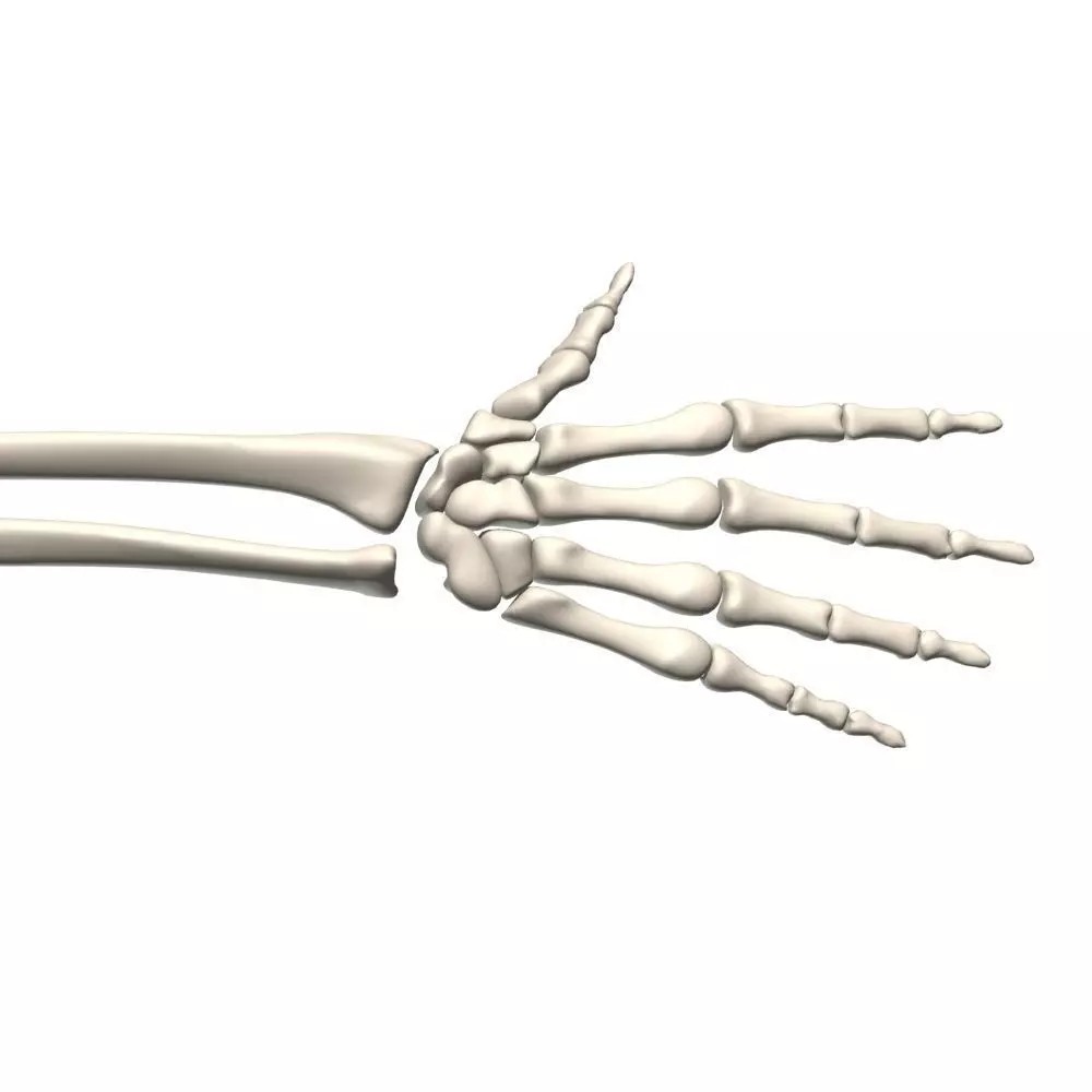 Skeleton Hand 3D Model – High Poly Anatomical Asset, FBX, OBJ - View 2