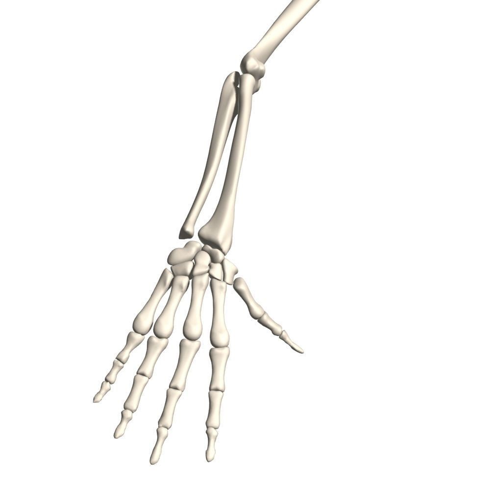 Skeleton Hand 3D Model – High Poly Anatomical Asset, FBX, OBJ - View 3