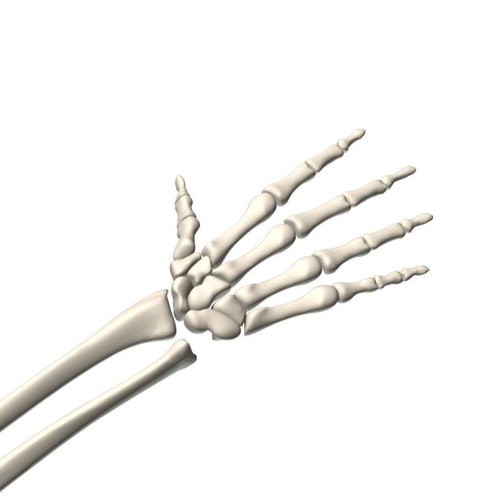 Skeleton Hand 3D Model – High Poly Anatomical Asset, FBX, OBJ - View 6