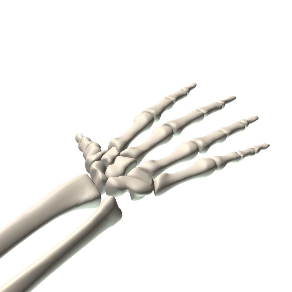 Skeleton Hand 3D Model – High Poly Anatomical Asset, FBX, OBJ - View 7