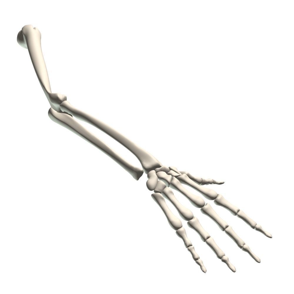 Skeleton Hand 3D Model – High Poly Anatomical Asset, FBX, OBJ - View 8