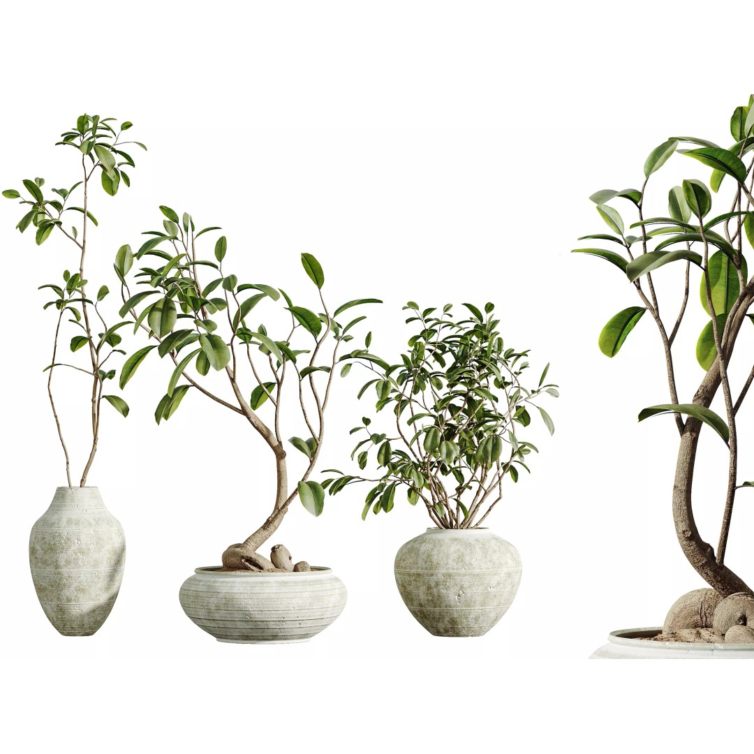 Ficus Dracaena Marginata 3D Model – Japandi Pot Plant Set, FBX/OBJ - View 2
