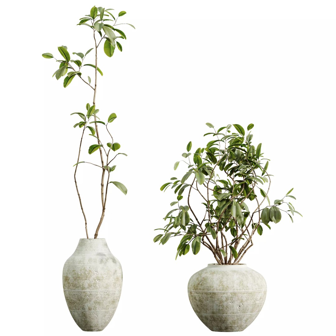 Ficus Dracaena Marginata 3D Model – Japandi Pot Plant Set, FBX/OBJ - View 4