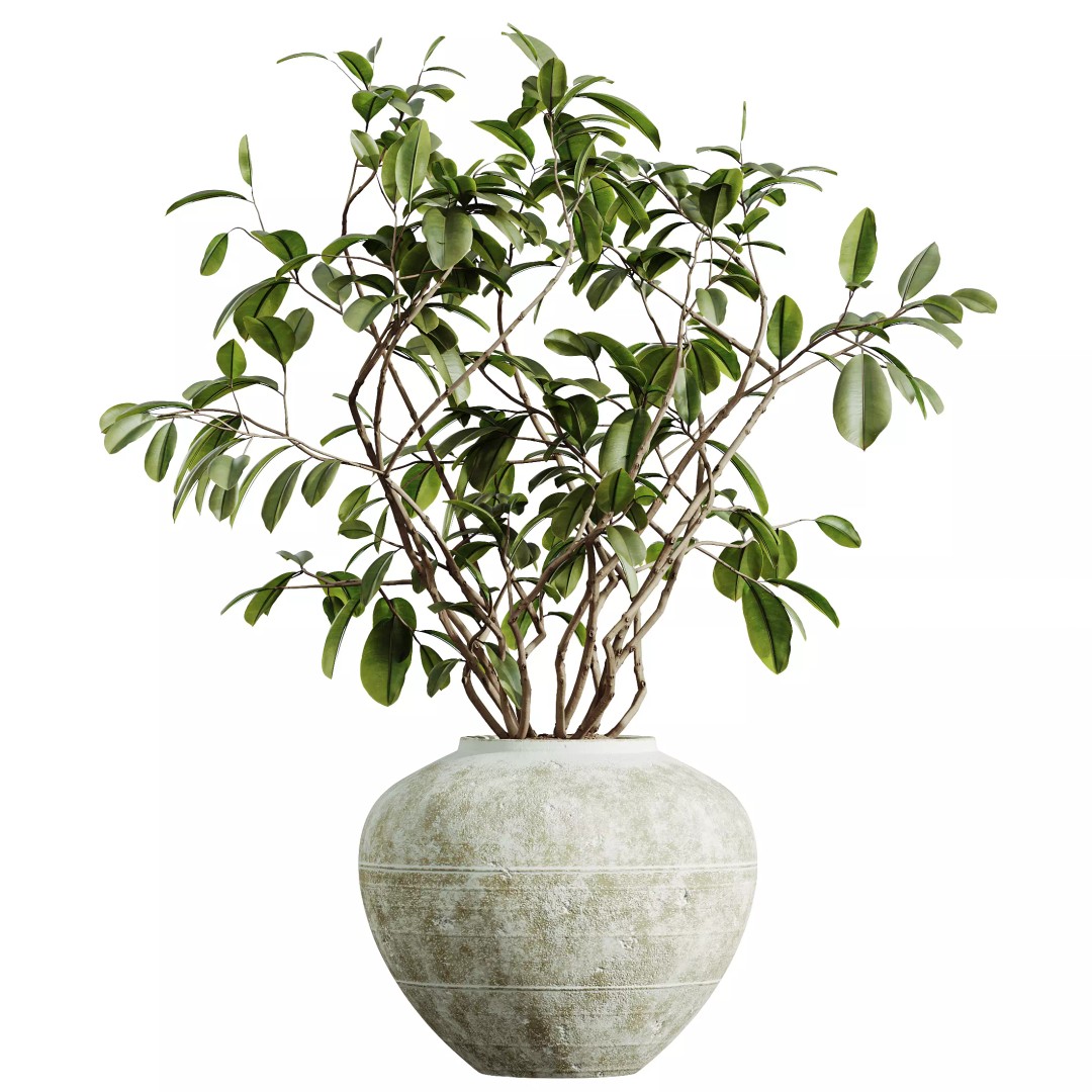 Ficus Dracaena Marginata 3D Model – Japandi Pot Plant Set, FBX/OBJ - View 5