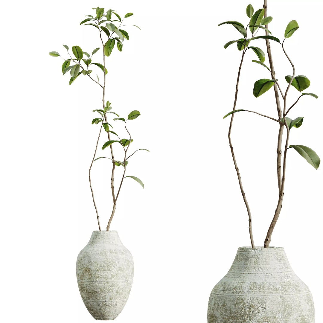 Ficus Dracaena Marginata 3D Model – Japandi Pot Plant Set, FBX/OBJ - View 6