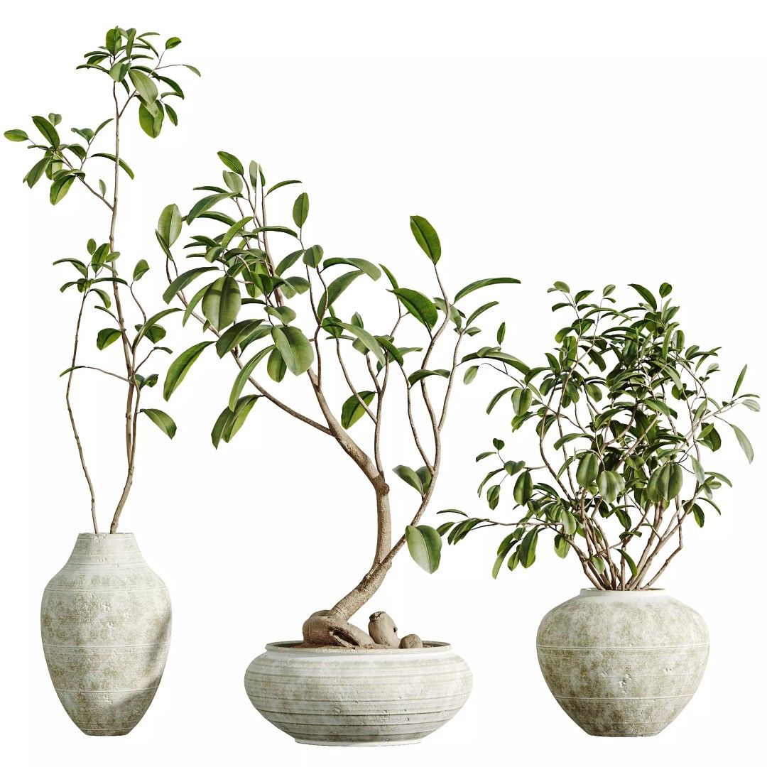 Ficus Dracaena Marginata 3D Model – Japandi Pot Plant Set, FBX/OBJ - View 8