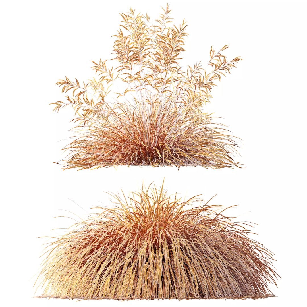Stipa Arundinacea & Carex Elata Grasses 3D Model – High Poly PBR Asset