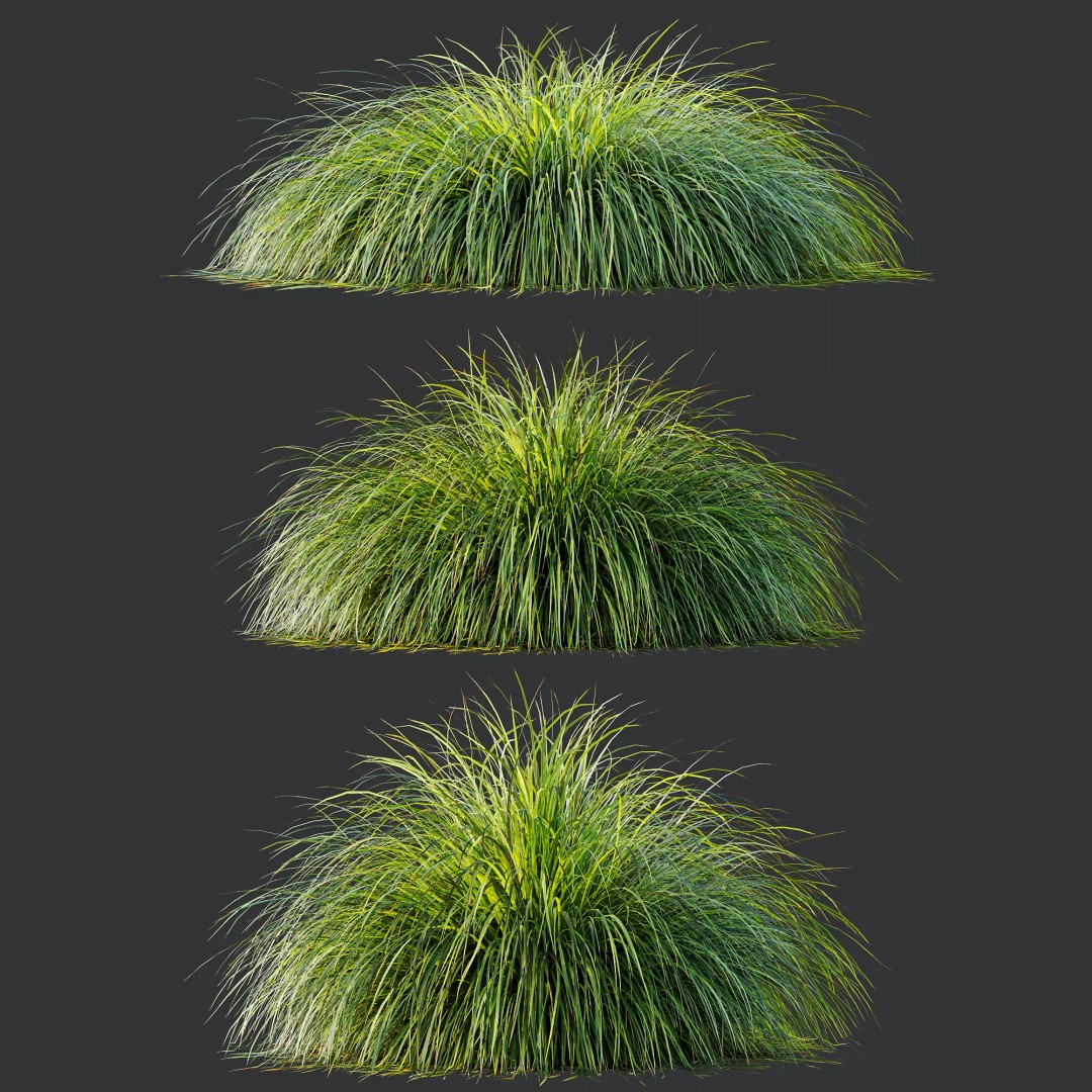 Stipa Arundinacea & Carex Elata Grasses 3D Model – High Poly PBR Asset - View 10