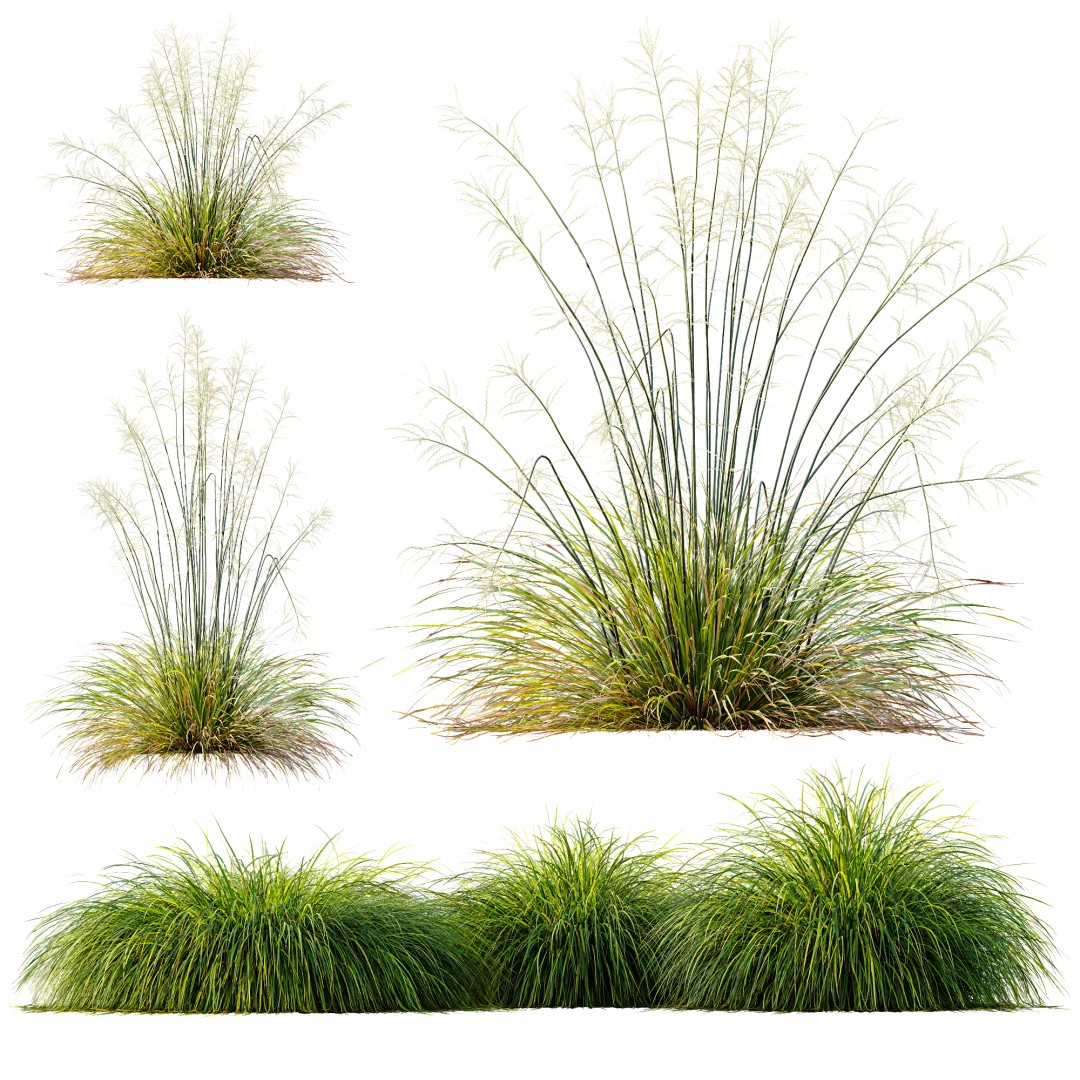 Stipa Arundinacea & Carex Elata Grasses 3D Model – High Poly PBR Asset - View 11