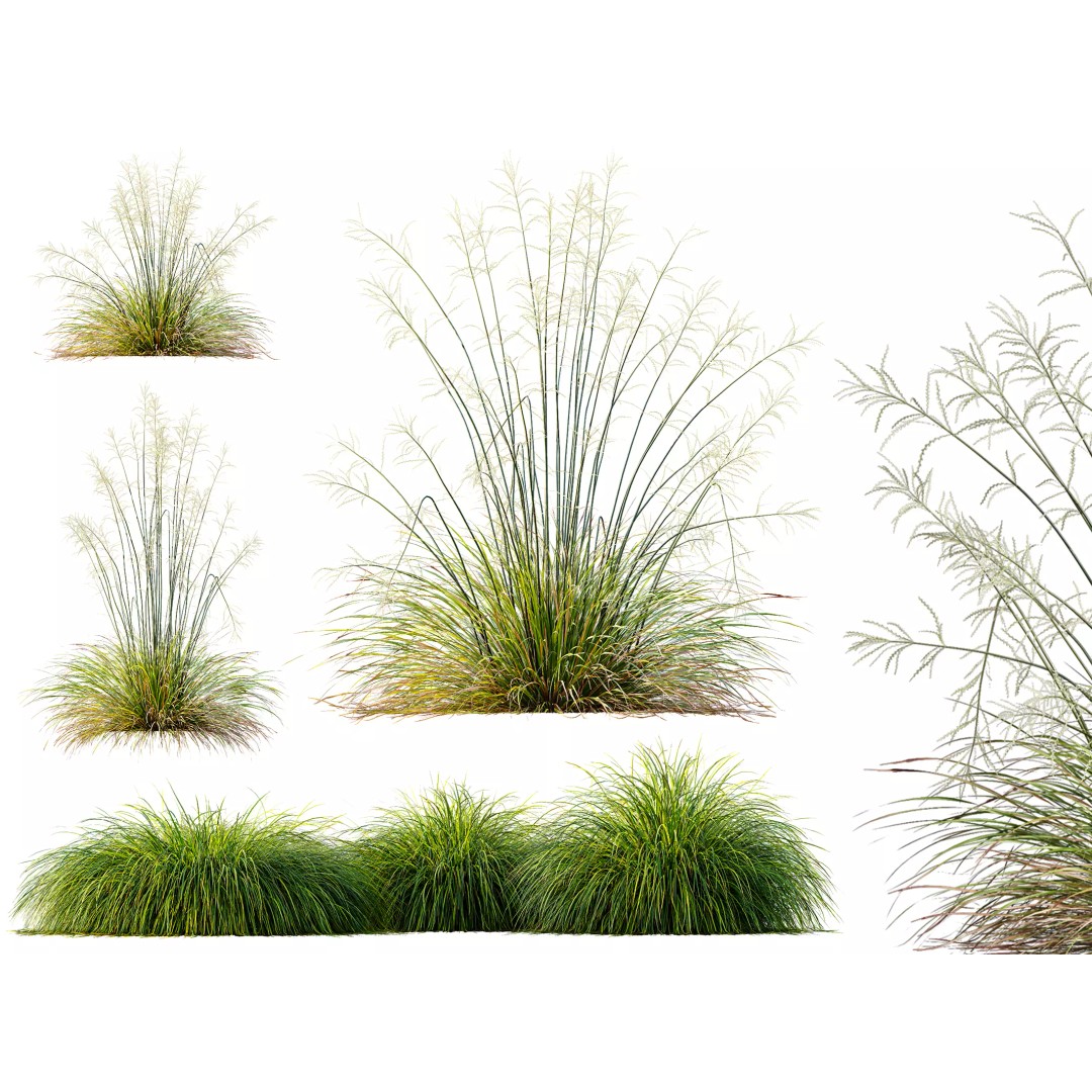 Stipa Arundinacea & Carex Elata Grasses 3D Model – High Poly PBR Asset - View 2