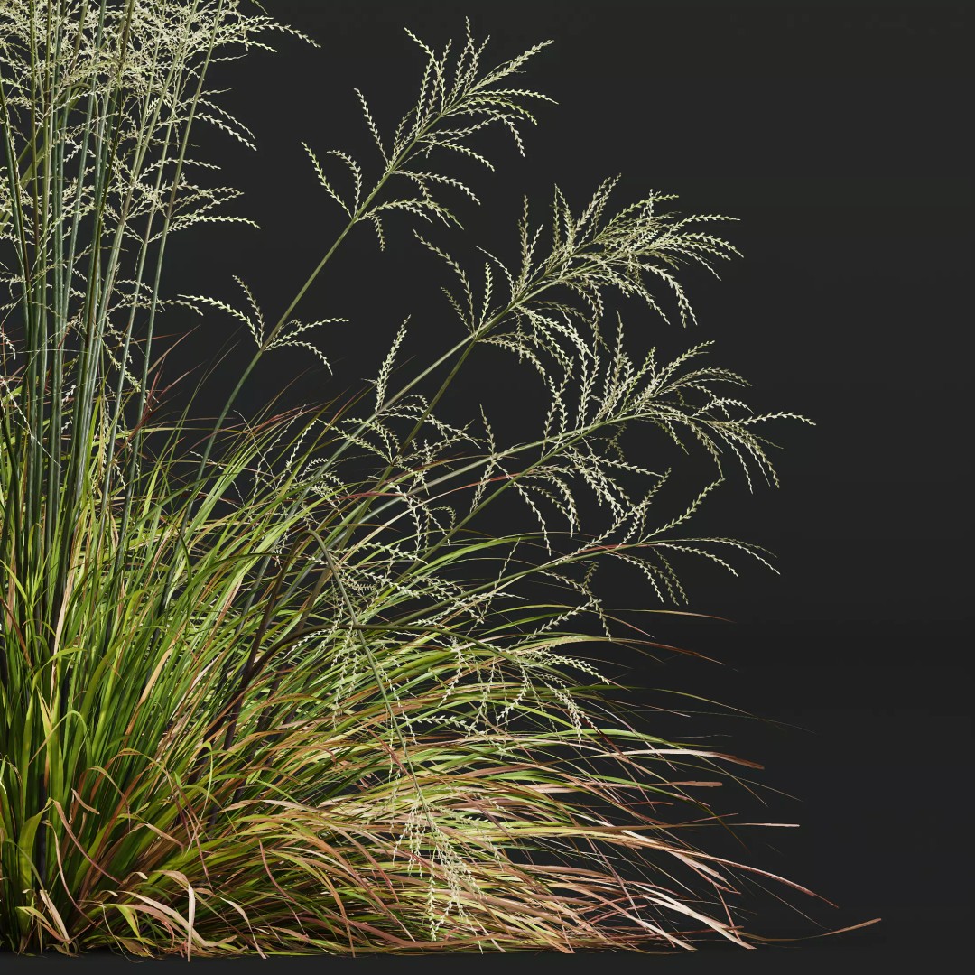 Stipa Arundinacea & Carex Elata Grasses 3D Model – High Poly PBR Asset - View 3
