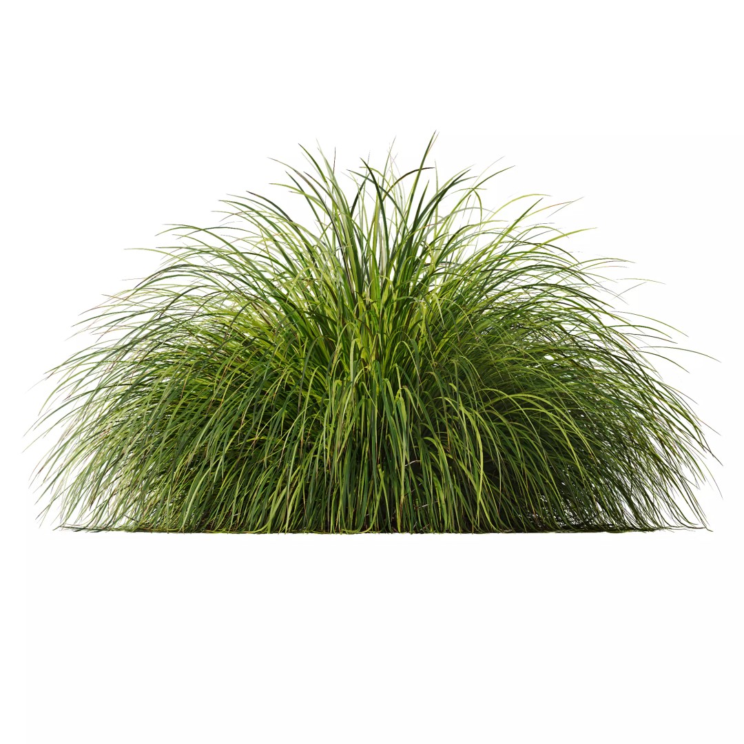 Stipa Arundinacea & Carex Elata Grasses 3D Model – High Poly PBR Asset - View 4