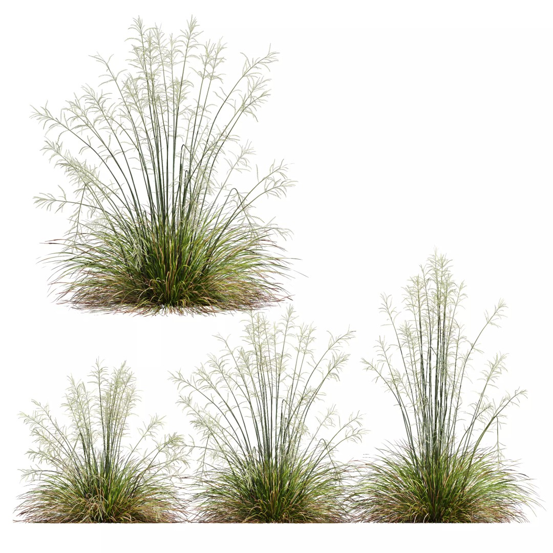Stipa Arundinacea & Carex Elata Grasses 3D Model – High Poly PBR Asset - View 5