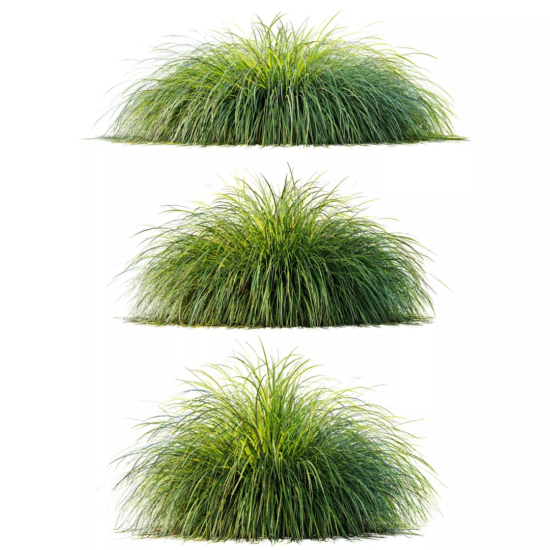 Stipa Arundinacea & Carex Elata Grasses 3D Model – High Poly PBR Asset - View 7