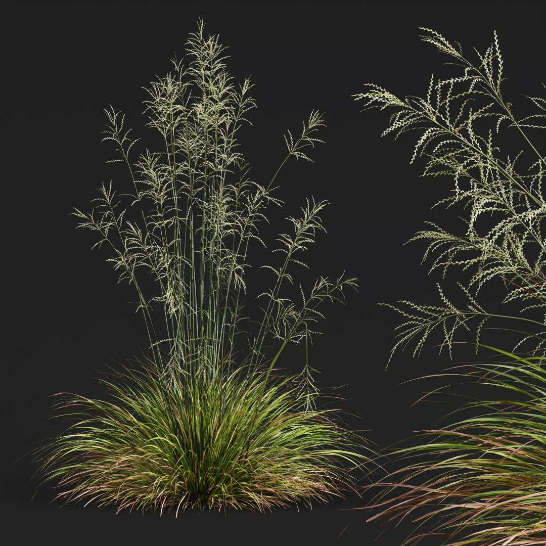 Stipa Arundinacea & Carex Elata Grasses 3D Model – High Poly PBR Asset - View 8