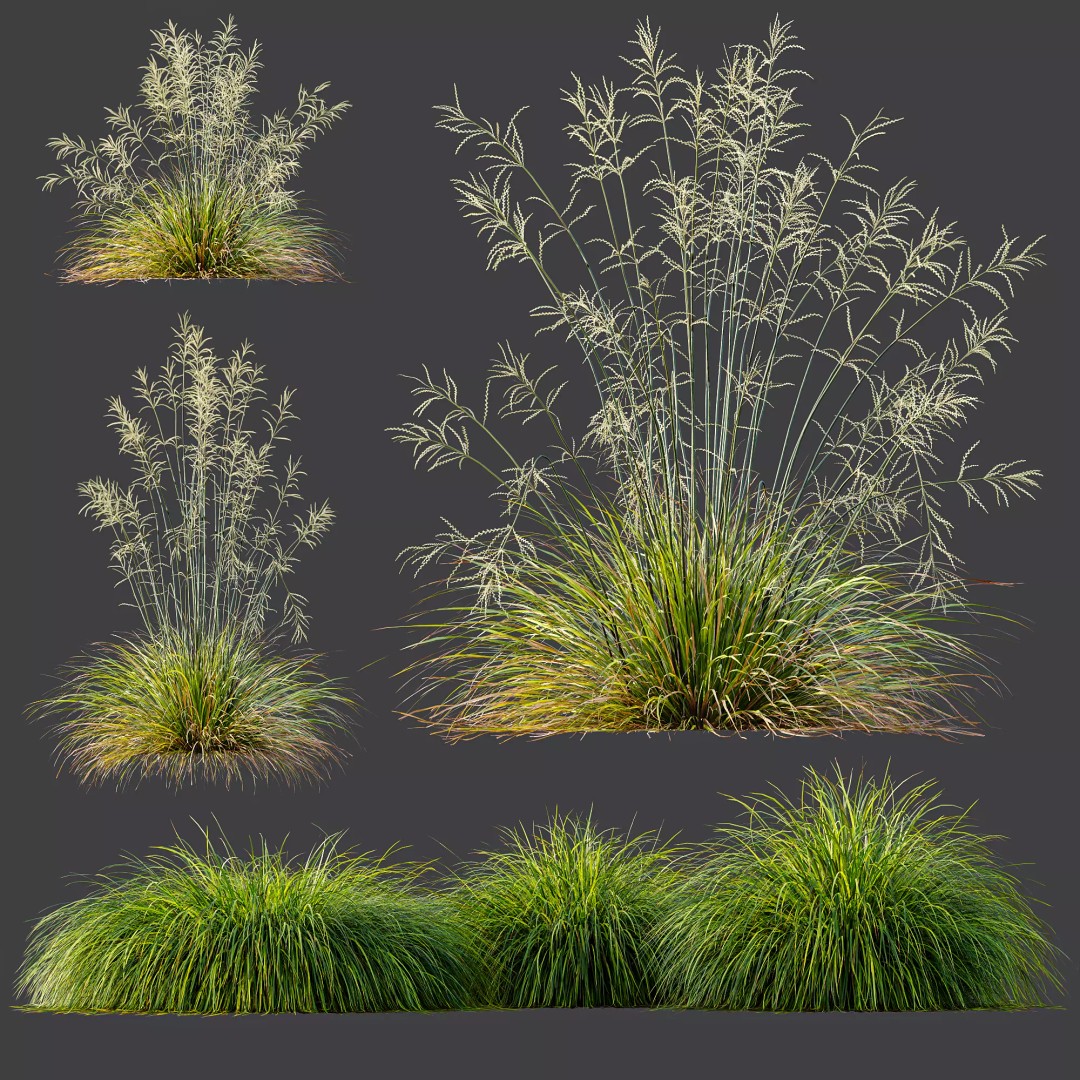 Stipa Arundinacea & Carex Elata Grasses 3D Model – High Poly PBR Asset - View 9