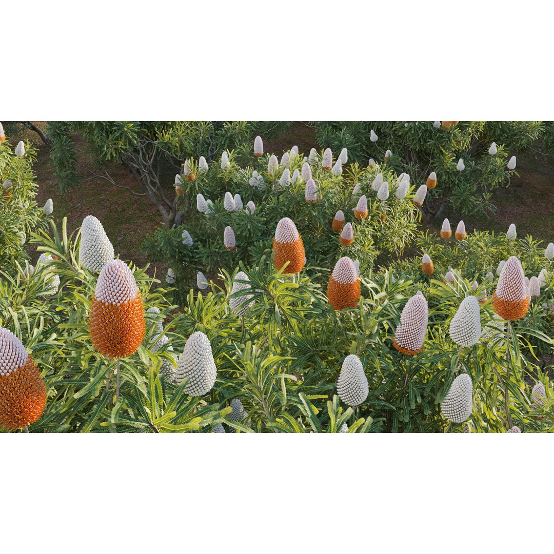 Banksia Prionotes 3D Model – PBR Plant Asset for Archviz, FBX