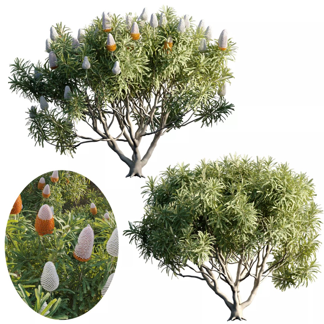 Banksia Prionotes 3D Model – PBR Plant Asset for Archviz, FBX - View 2