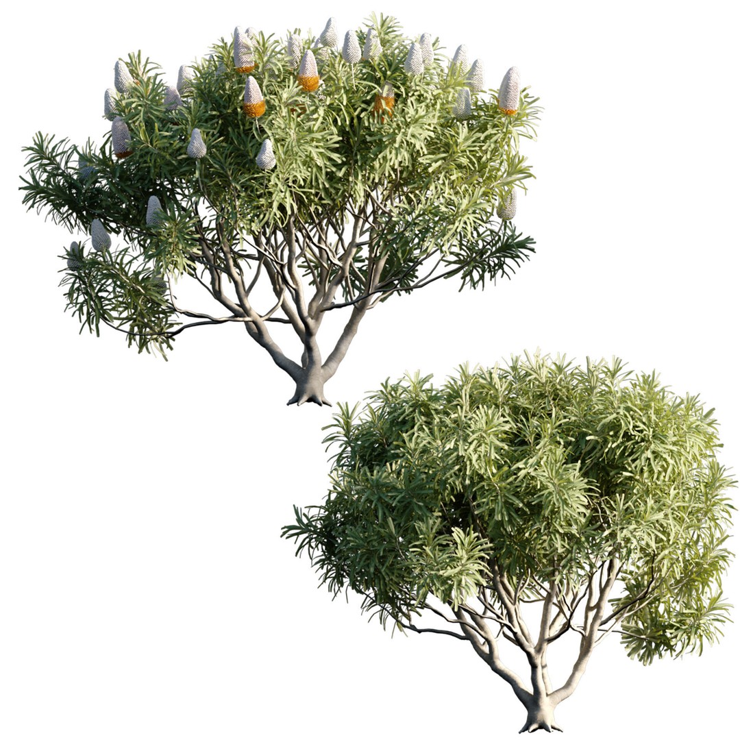 Banksia Prionotes 3D Model – PBR Plant Asset for Archviz, FBX - View 3