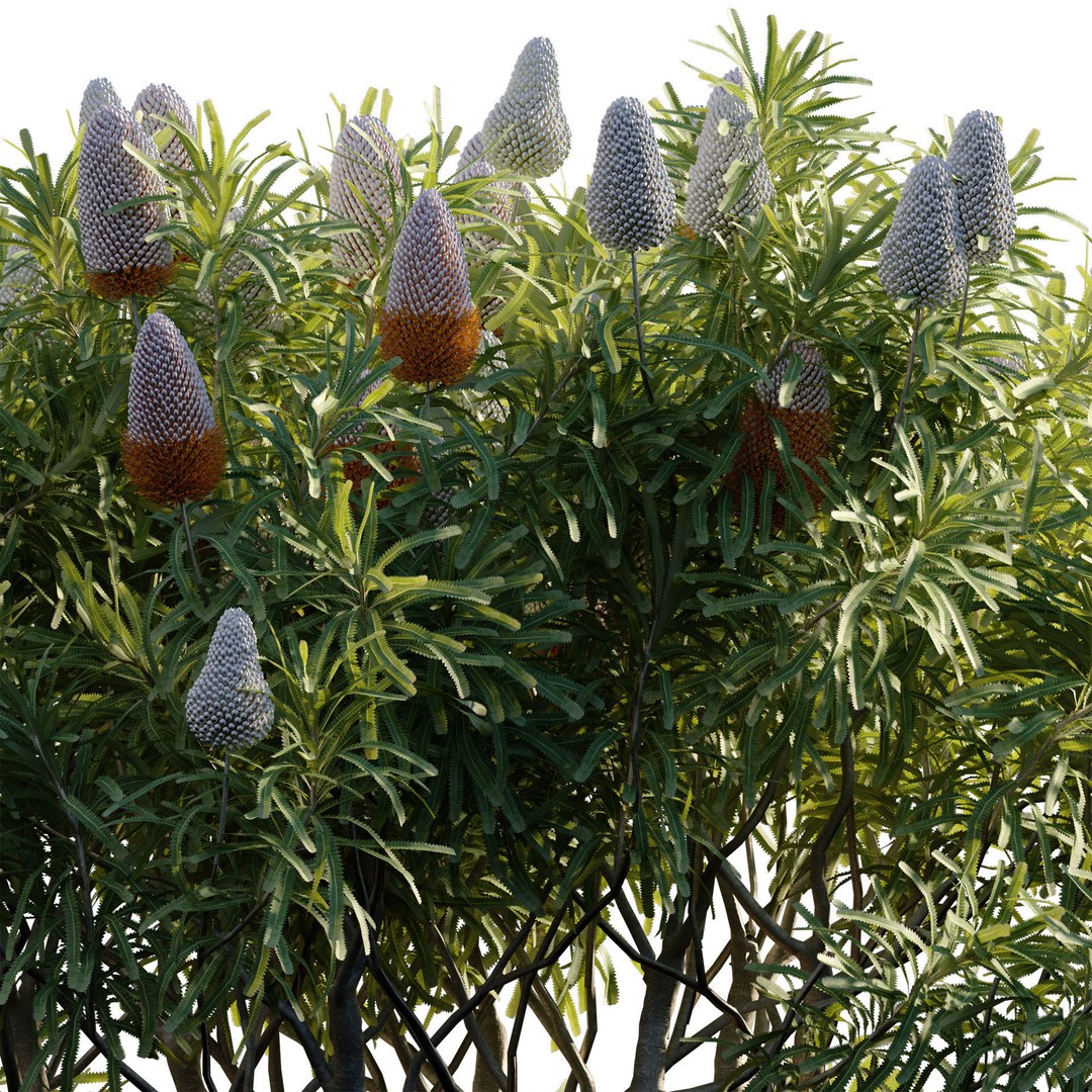 Banksia Prionotes 3D Model – PBR Plant Asset for Archviz, FBX - View 5