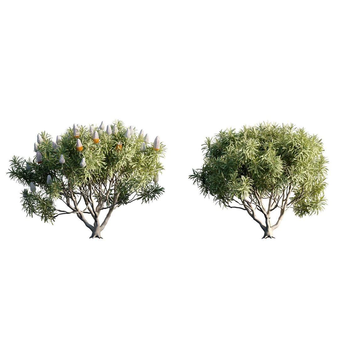 Banksia Prionotes 3D Model – PBR Plant Asset for Archviz, FBX - View 8