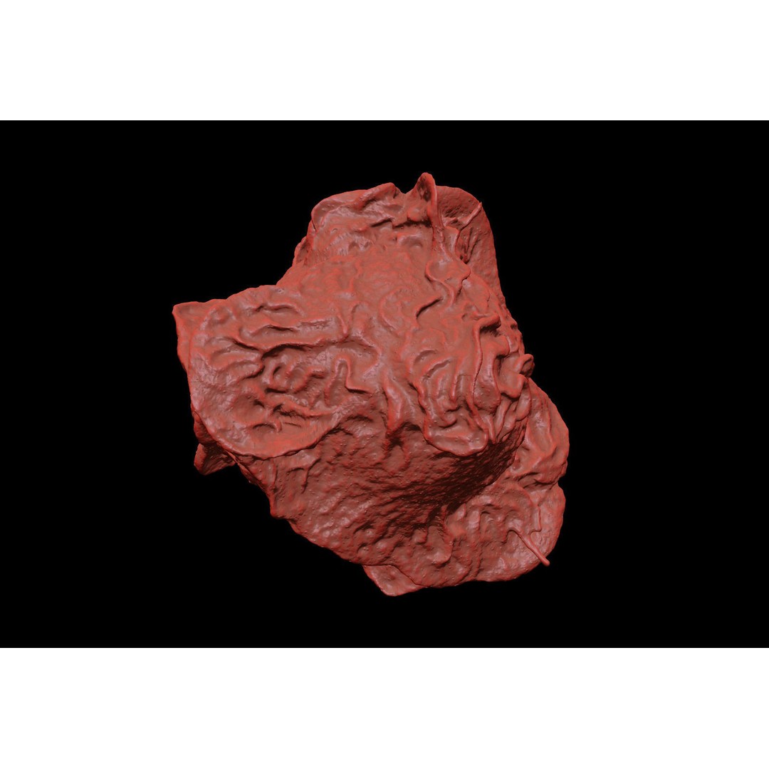 Monocyte 3D Model – Detailed Biological Representation, VRay - View 10