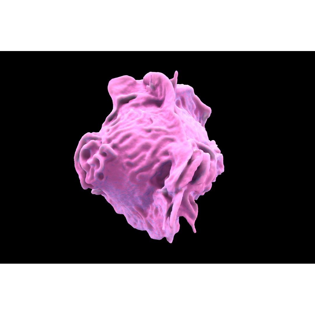 Monocyte 3D Model – Detailed Biological Representation, VRay - View 12