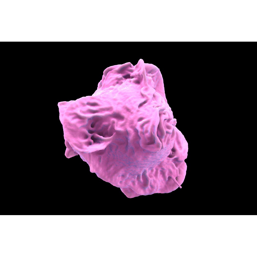 Monocyte 3D Model – Detailed Biological Representation, VRay - View 14